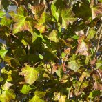 Brečtan popínavý (Hedera helix) ´HIBERNICA´ výška: 120-130 cm, šírka 100 cm, kont. C45L - ŠPALIÉRA